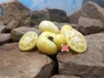 Fantome Du Laos Tomato
