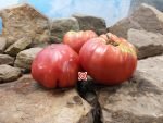 Fritz Akerman Tomato Sandwich Tomatoes