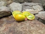 Fuego Verde Tomato