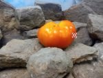 Gary Isben's Gold RL Tomato