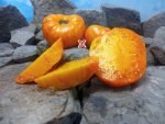 Gary Isben's Gold RL Tomato Seeds