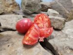 Giant Crimson Tomato Giant Tomatoes