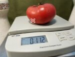 Giant Crimson Tomato Red Tomatoes