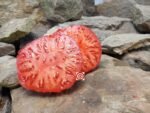 Giant Crimson Tomato Seeds