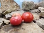 Giant Crimson Tomato Slicing Tomatoes