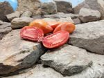 Giant Garden Paste F3 Tomato - Image 3