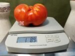 Gigantesque Tomato Red Tomato.