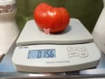 Gigantesque Tomato Sandwich Tomatoes.