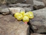 Gnoccia Di Limone Tomato Cherry Tomato