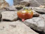 Golova Negra Tomato Sandwich Tomato