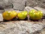 Green Mustang Tomato Green Tomatoes