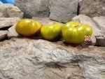 Green Mustang Tomato Rare Tomatoes Green Tomatoes