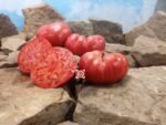 Halladay's Mortgage Lifter Tomato