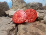 Halladay's Mortgage Lifter Tomato Seeds