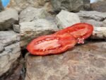 Hohloma Khokhloma Tomato