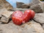 Hoskin's Barger Tomato