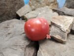 Hoskin's Barger Tomato Heirloom Tomato
