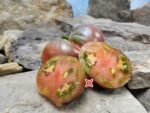 Indian Stripe Heart PL Tomato - Image 5