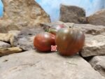 Indian Stripe Heart PL Tomato