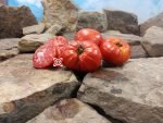 Jabucar Velika Plana Tomato