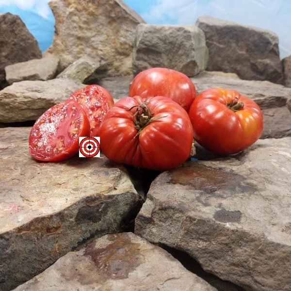 Jabucar Velika Plana Tomato