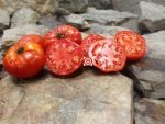Jabucar Velika Plana Tomato Seeds