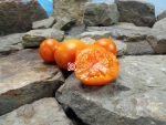 Jaune Flamme Tomato Sandwich Tomatoes