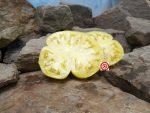 Judge White Tomato