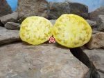 Judge White Tomato Heirloom Tomato