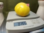 Judge White Tomato Slicing Tomato