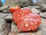 KC 146 Tomato