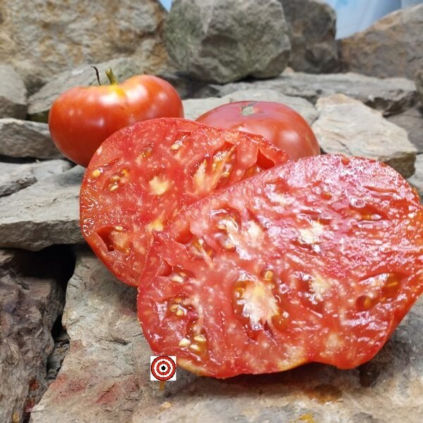 KC 146 Tomato