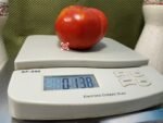 KC 146 Tomato Sandwich Tomato