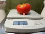 KC 146 Tomato Slicing Tomato