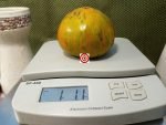 Kozula 179 Tomato Heirloom Tomato.