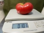 Lynn Of Jone's County Tomato Heirloom Tomato