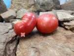 Lynn Of Jone's County Tomato Sandwich Tomato