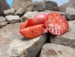 Lynn Of Jones County Tomato Seeds