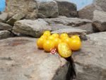 Margaret's Best Yellow Tommy Toe Tomato