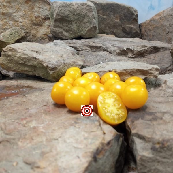 Margaret's Best Yellow Tommy Toe Tomato