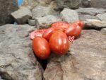 Marzano Fire Paste Tomato Elongated Tomatoes