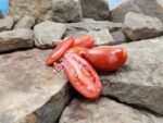 Marzano Fire Paste Tomato Red Tomatoes