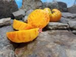 Maylor Roth's Orange Brandywine Tomato