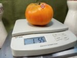 Maylor Roth's Orange Brandywine Tomato Heirloom Tomato