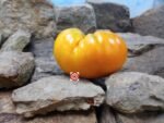 Maylor Roth's Orange Brandywine Tomato Seeds