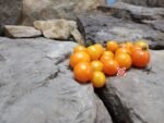 Micro Dwarf Orange Dream Tomato Seeds