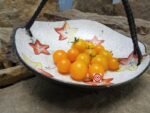 Micro Dwarf Orange Hat Tomato