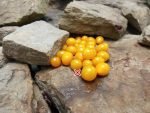 Dwarf Microberry Tomato - Image 5