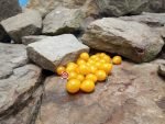 Dwarf Microberry Tomato - Image 6