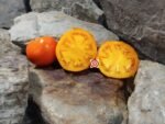 Moonglow Tomato..
